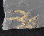 Ophiura sp. LAMARCK 1801 - Bild © FossNet FossilienStore